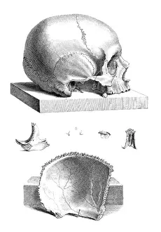 1730s Prints: William Cheselden, 'Osteographia', 1733