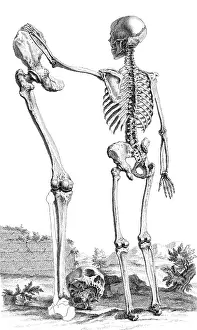 1730s Prints: William Cheselden, 'Osteographia', 1733