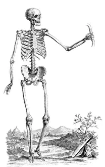1730s Prints: William Cheselden, 'Osteographia', 1733