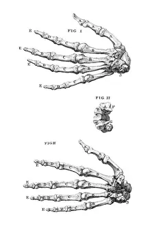 1730s Prints: William Cheselden, 'Osteographia', 1733