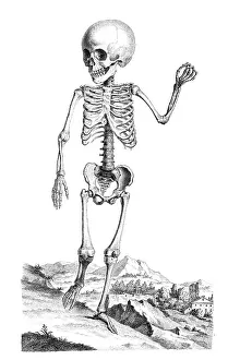 1730s Prints: William Cheselden, 'Osteographia', 1733