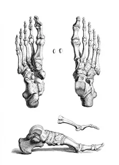 1730s Prints: William Cheselden, 'Osteographia', 1733