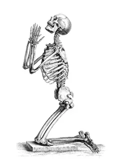 1730s Prints: William Cheselden, 'Osteographia', 1733