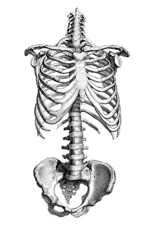 1730s Prints: William Cheselden, 'Osteographia', 1733