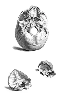 1730s Prints: William Cheselden, 'Osteographia', 1733