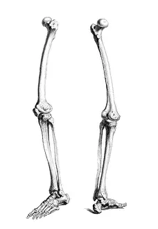 1730s Prints: William Cheselden, 'Osteographia', 1733