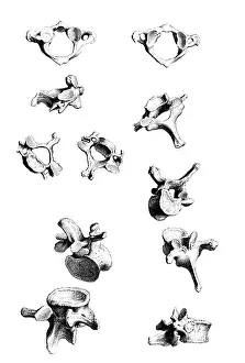 Book Prints: William Cheselden, 'Osteographia', 1733