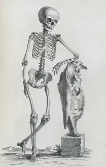 Book Prints: William Cheselden, 'Osteographia', 1733