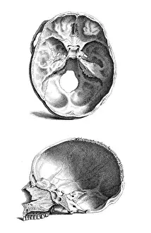 Book Prints: William Cheselden, 'Osteographia', 1733