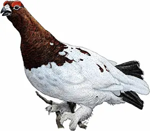 Tundra Prints: Willow ptarmigan
