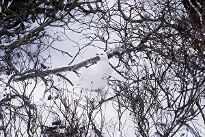 White Prints: Willow Ptarmigan