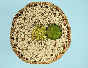 Willow Root Branch (1 of 3) under a microscope