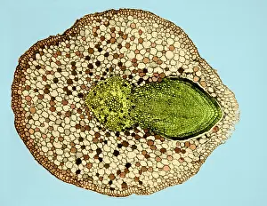 Cortex Prints: Willow Root Branch (2 of 3) under a microscope