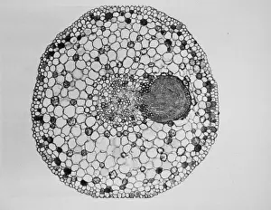 Cortex Prints: Willow Root Branch under a microscope