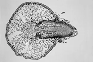 Cortex Prints: Willow Root Branch under a microscope