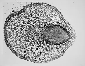 Cortex Prints: Willow Root Branch under a microscope
