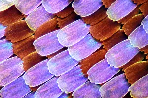 Medical Prints: Wing scales, butterfly, light micrograph