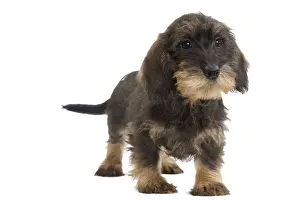 Studio Prints: Wire-haired Dachshund