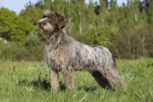 Field Prints: Wire-haired Pointing Griffon, Korthals Griffon or Griff, Outside in Grass, Hunting Dog