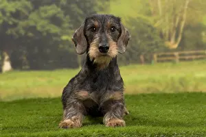 Face Prints: Wirehaired Dachshund