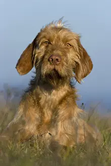 Prints of Hungarian pointer, also known as a wirehaired or Magyar Vizsla, in France : Wirehaired Vizsla, Hungarian Pointer or Magyar Vizsla, Dog, Dog, in Grass