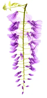 Angiosperm Prints: Wisteria Flowers, X-ray