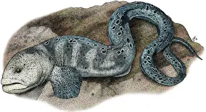 Wolf Prints: Wolf Eel