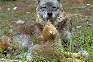 Mothers Prints: Wolf mother and pups