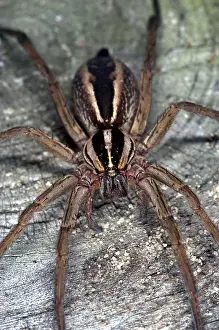 Wolf Prints: Wolf Spider (Lycosidae)