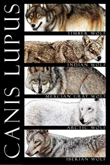 Tundra Prints: Wolves of the World