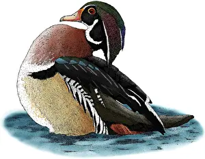 Wood Prints: Wood Duck