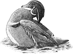 Wood Prints: Wood Duck