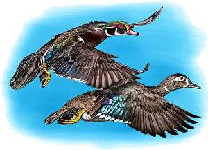 Wood Prints: Wood ducks