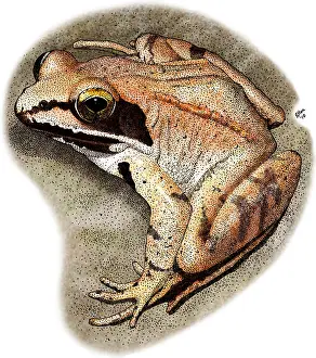 Wood Prints: Wood Frog