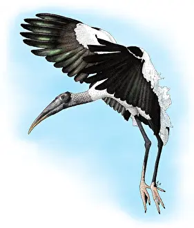 Flight Prints: Wood Stork