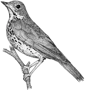Perching Prints: Wood Thrush
