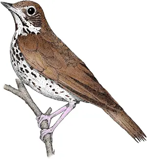 Perching Prints: Wood Thrush