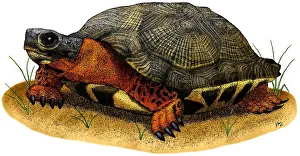 Wood Prints: Wood Turtle