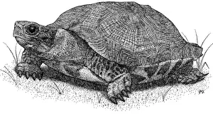 Turtle Prints: Wood Turtle