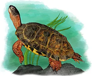 2016 Prints: Wood Turtle