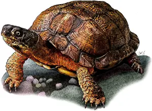 Turtle Prints: Wood Turtle