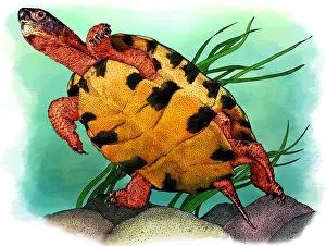 Turtle Prints: Wood Turtle Swimming