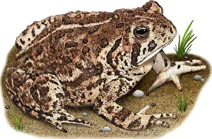 Mexican Prints: Woodhouse's Toad, Illustration