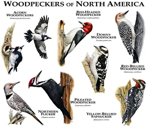Poster Prints: Woodpecker of North America