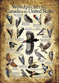 Poster Prints: Woodpeckers of North America