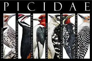 Pictures Prints: Woodpeckers of North America