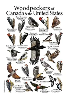 Poster Prints: Woodpeckers of North America