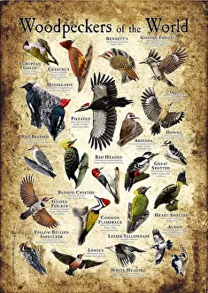 Prints: Woodpeckers of the World