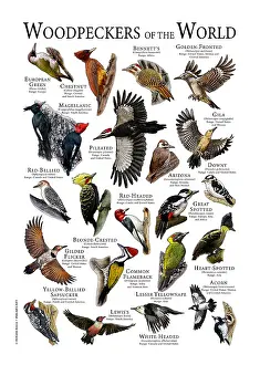 Poster Prints: Woodpeckers of the World