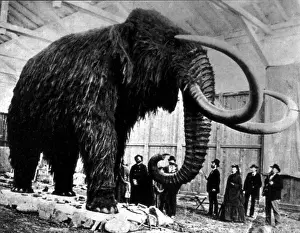 Best Sellers Part IV Prints: Woolly Mammoth Found In Siberia, 1903